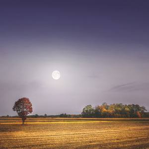 Collection Autumn fields