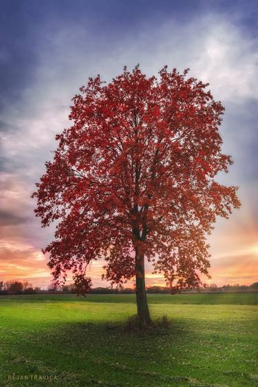 Lonely red tree thumb