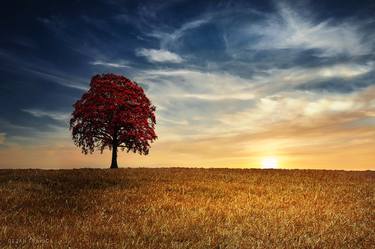 Red tree in the golden field thumb