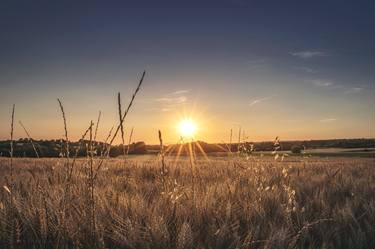 Shining through the wheat field thumb