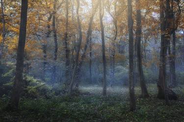 Dreamy forest in autumn. thumb