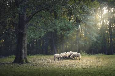 A flock of sheep is grazing in the forest thumb