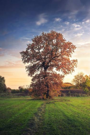 Golden oak tree in the autumn field thumb