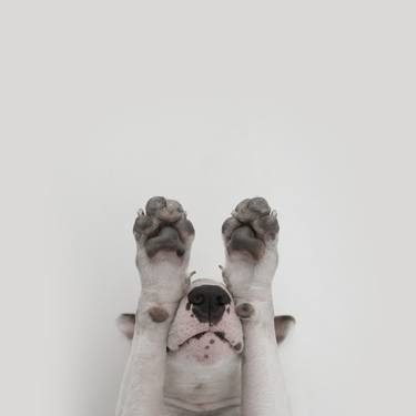 Print of Figurative Dogs Photography by Rafael Mantesso