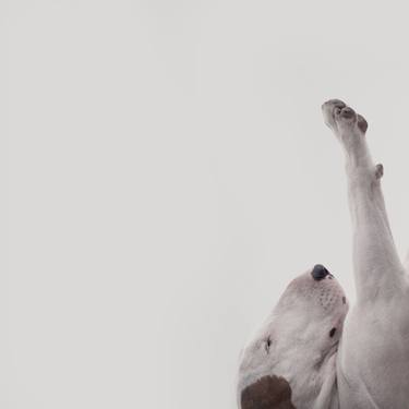 Print of Conceptual Dogs Photography by Rafael Mantesso