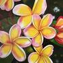 Collection Plumeria, original, Realistic, oil on canvas paintings