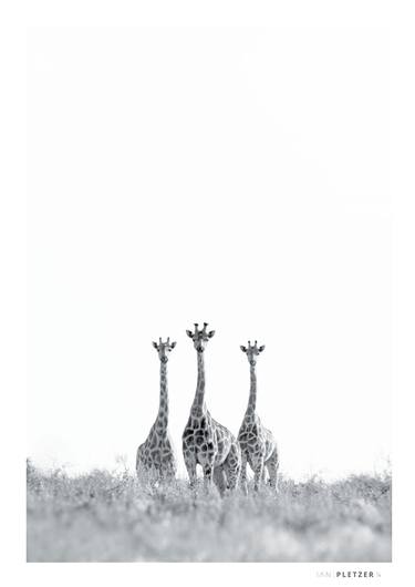 Giraffe Trio - Limited Edition of 9 thumb