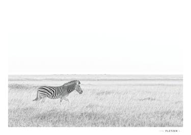 Zebra on the Plains - Limited Edition of 9 thumb