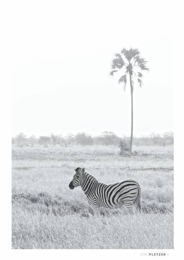 Zebra Palm - Limited Edition of 9 thumb