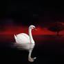 Collection Elegant Swans