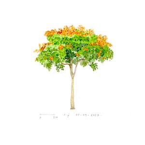 Tree 36