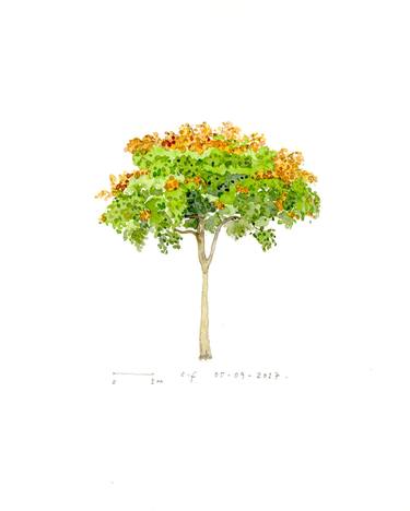 Original Fine Art Tree Paintings by Sheaufei Hoe