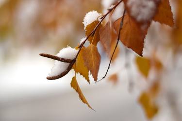 Autumn leaves thumb