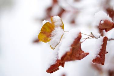 Snowy leaves thumb