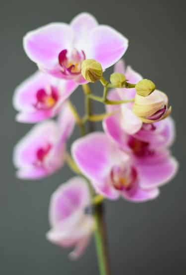 Orchid - Limited Edition of 10 thumb
