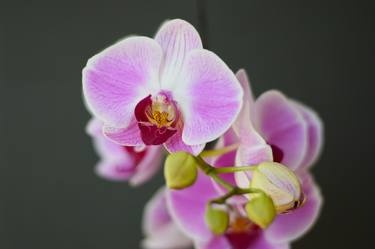Orchid 1 - Limited Edition of 10 thumb