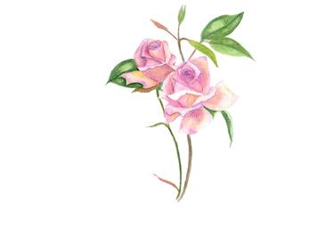Pink Rose Botanical Watercolour thumb