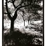 Collection Linocuts