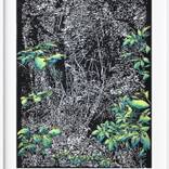Collection Linocuts