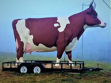 Print of Cows Photography by Alan Wellikoff