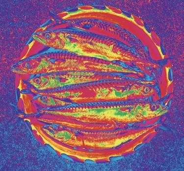 Original Pop Art Fish Photography by Stephen Parker