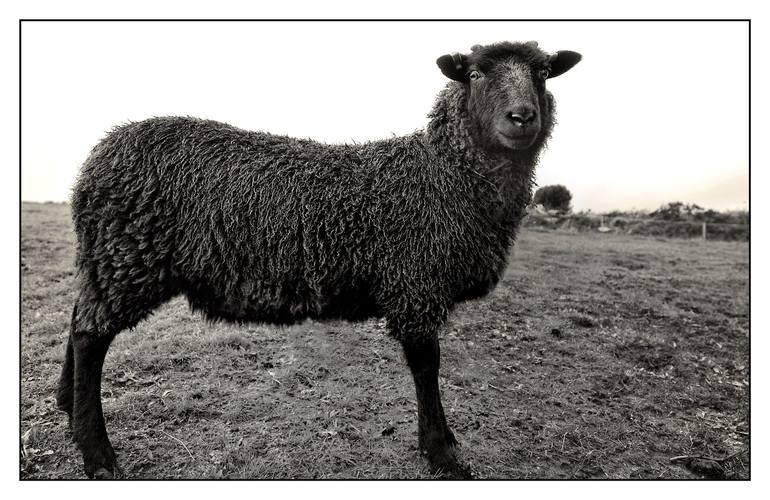 Black Sheep - Limited Edition of 20 Photograph