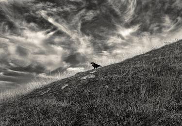 Mr Crow walks down the hill thumb
