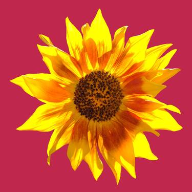 Sunflower. thumb