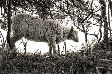 Sheep in Hedge thumb