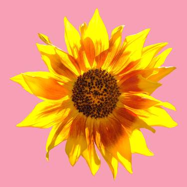 Sunflower. Pop art. thumb