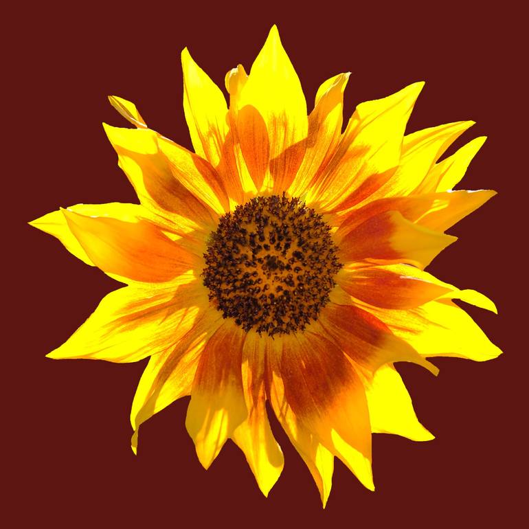 The Brightest Sunflower. Photography by Stephen Parker | Saatchi Art