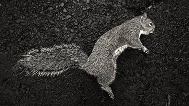 Original Contemporary Animal Photography by Stephen Parker