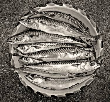 Original Documentary Fish Photography by Stephen Parker