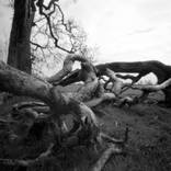 Collection Table 13 - Davenport Hotel