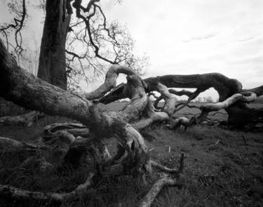 Tree Roots in Pinhole, Silver Gelatin Print - Edition of 5 thumb