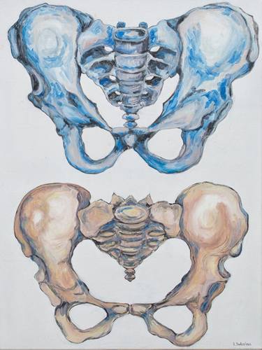 "Male pelvis and female pelvis" thumb