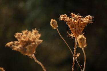 Original Minimalism Botanic Photography by Ezgi Toral