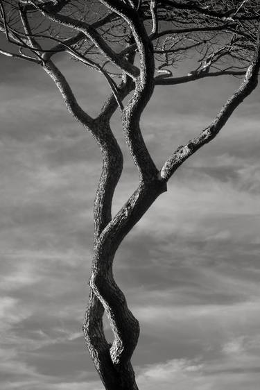 Original Tree Photography by Kristina Nikolova