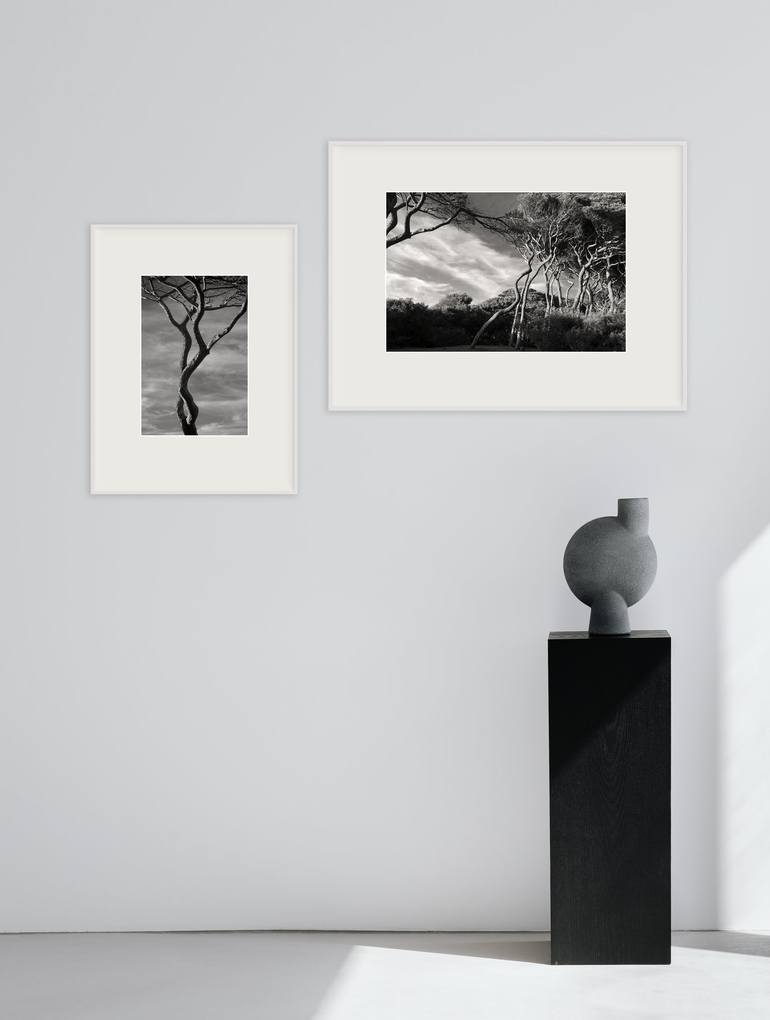 Original Conceptual Tree Photography by Kristina Nikolova