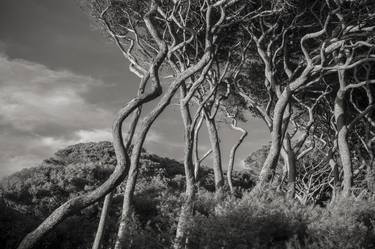 The sculptural abilities of the wind thumb