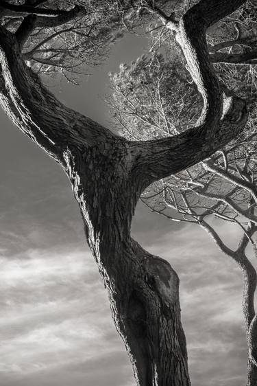 Original Fine Art Tree Photography by Kristina Nikolova