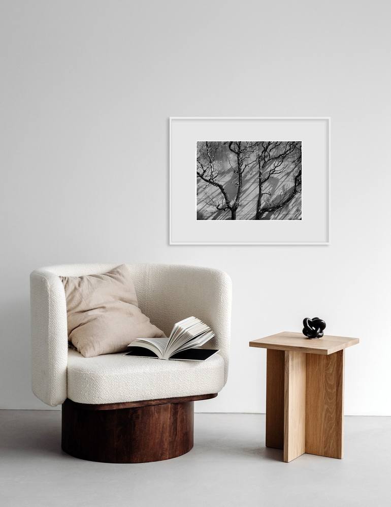 Original Fine Art Tree Photography by Kristina Nikolova