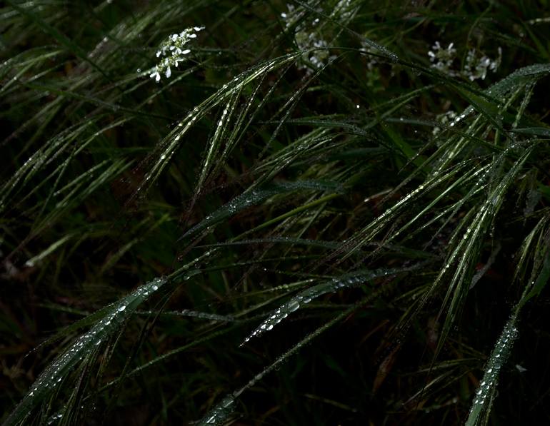 Original Photorealism Nature Photography by Kristina Nikolova