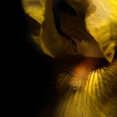 Original Floral Photography by Kristina Nikolova