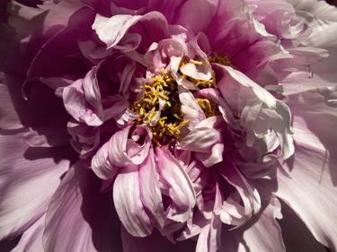 Original Floral Photography by Kristina Nikolova