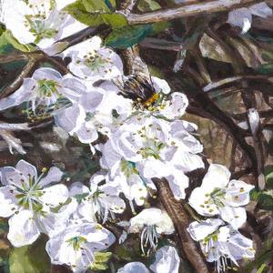 Collection Pollinators