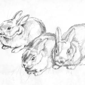 Collection Rabbit, Rabbit, Rabbit