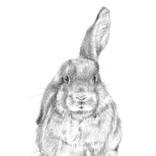 Collection Rabbit, Rabbit, Rabbit