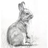 Collection Rabbit, Rabbit, Rabbit