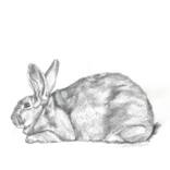 Collection Rabbit, Rabbit, Rabbit